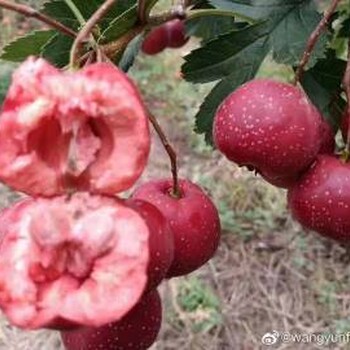 臨沂山楂樹(shù)苗，超金星山楂樹(shù)苗