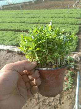 千屈菜供應(yīng)基地