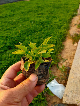 紫花地丁種植批發(fā)基地