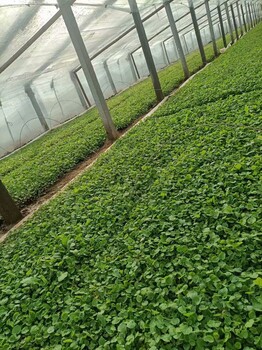 二月蘭培育基地植株健壯觀賞時間長花壇花鏡植物