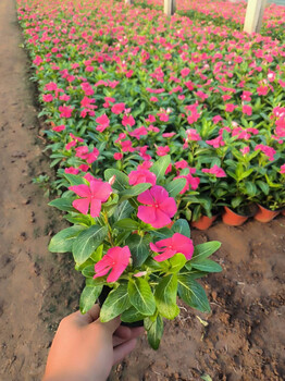 綠化草花供應(yīng)基地