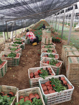 綠化草花供應(yīng)基地
