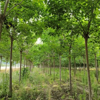 13公分高分枝白蠟，高桿白蠟報價