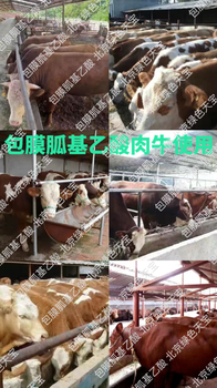 肉牛出欄太肥怎么辦！