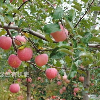 青州有机肥章丘干鸡粪山东枣庄鸡粪（今天/动态）