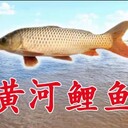 河南花白鰱魚(yú)苗量大優(yōu)惠專(zhuān)送大水庫(kù)魚(yú)塘養(yǎng)殖