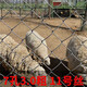 勾花網(wǎng)117