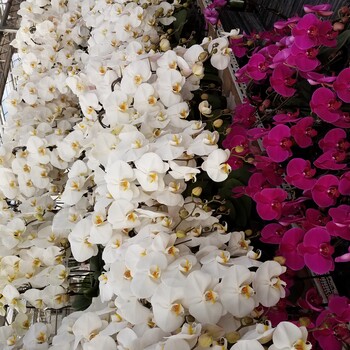 北京賣蝴蝶蘭價格便宜的花卉市場在朝陽區(qū)