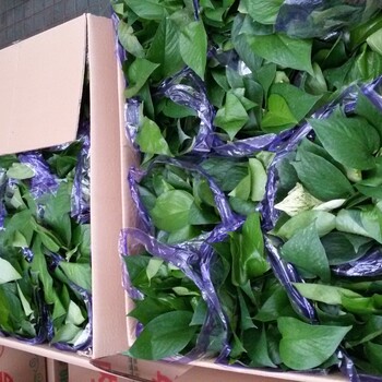 北京卖适合开业的绿植盆栽花卉管送货