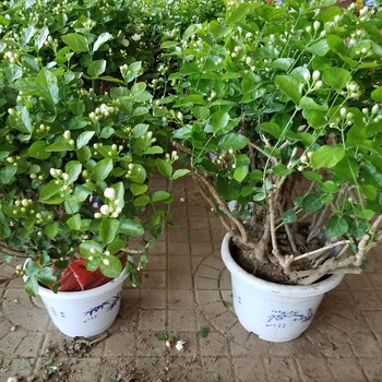 西單綠植租擺、宣武門綠植租擺、復(fù)興門租花公司