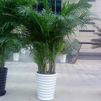 北京買花、買綠植來綠苑花卉市場就對了