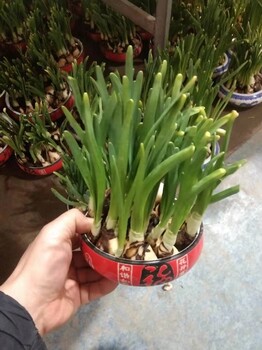 2025北京賣水仙花送貨的價(jià)格