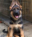 罗威纳犬训练视频小罗威纳犬多少钱罗威纳犬幼犬价格表