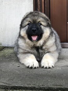 羅威納犬小狗多少錢出售羅威納犬圖片視頻
