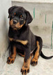 成年罗威纳犬多少钱一条罗威纳犬幼犬价格图片图片