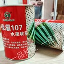 雜交一代綠灞107水果秋葵種子