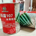 綠灞107水果秋葵種子