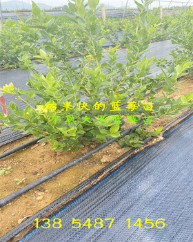 安徽池州露天蓝莓苗适合哪里种植