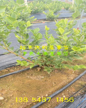 河南新乡耐寒蓝莓苗什么时候栽种合适
