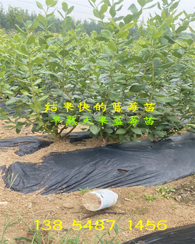 广西梧州北高蓝莓苗适合什么气候