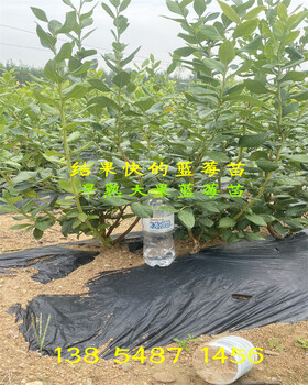 宁夏石嘴山适合栽种哪几个早熟蓝莓苗