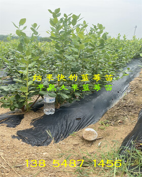 河北秦皇岛耐寒蓝莓苗值得发展的新品种