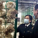 菌菇网厂家定制食用菌网架蘑菇网格
