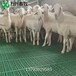 新疆塑料羊床羊舍底板羊床漏粪地板厂家