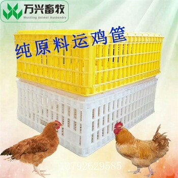 淘汰鸡笼子全新塑料鸡笼淘汰鸡笼批发价格