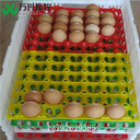 托盤價格鴨蛋托生產(chǎn)廠家雞蛋托