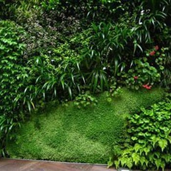 仿真植物墻北京植物墻設(shè)計(jì)