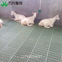 羊床漏糞地板羊床地板塑料網(wǎng)床