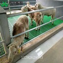羊床塑料漏糞板羊床地板批發(fā)塑料羊床