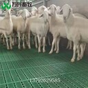 供應(yīng)廠家羊床羊地板制作羊床