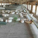 雞漏糞網(wǎng)架雞塑料漏糞地板雞鴨鵝漏糞墊板