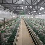 欧式单层兔笼兔笼批发自动化养殖兔笼