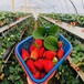 大棚草莓种植槽