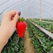 草莓立体种植槽无土栽培槽草莓种植设备槽