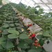 大棚草莓栽培槽A字草莓架哪些不当种植行为导致草莓死苗