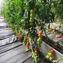 種植槽立體栽培設(shè)備草莓無土栽培圖片