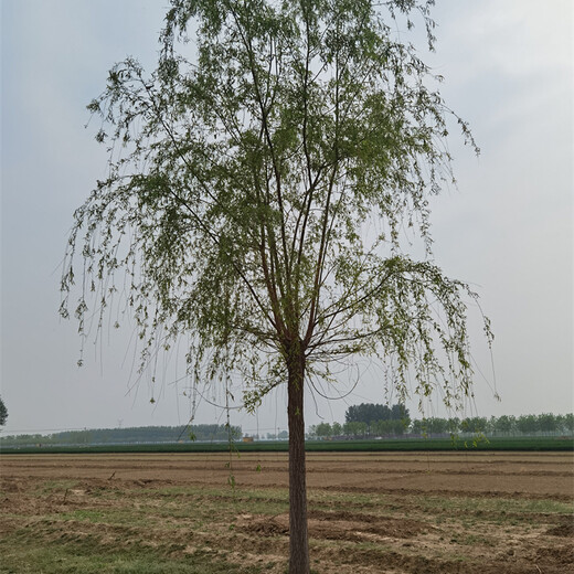 柳樹(shù)苗價(jià)格