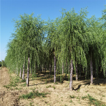 5公分柳樹,質量好