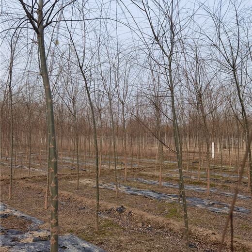 22公分柳樹(shù),熟根苗