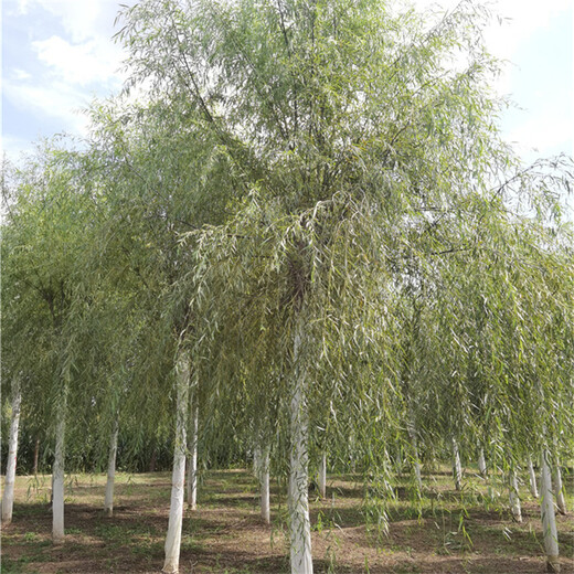 柳樹產(chǎn)地,苗木產(chǎn)地