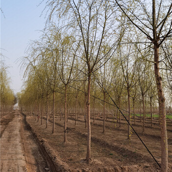 垂柳基地價(jià)格