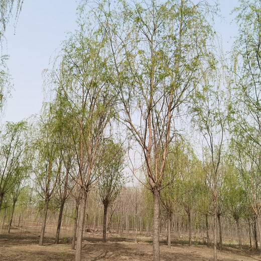 垂柳苗圃,公路綠化