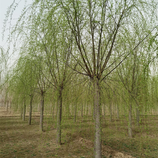 垂柳樹苗基地,一站式采購