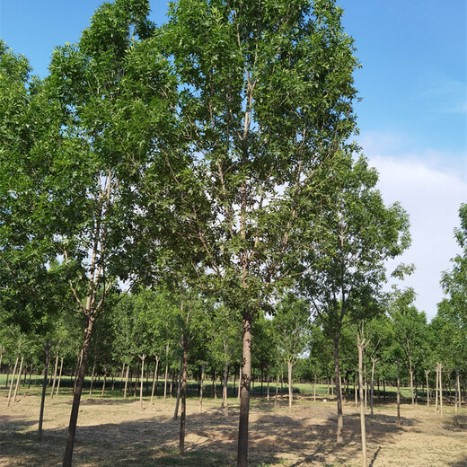 原生白蠟價(jià)格，6公分白蠟