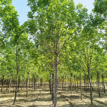 12公分白蠟基地，白蠟報價