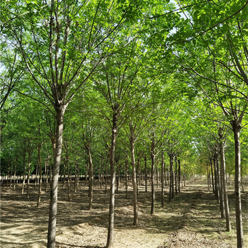 白蠟批發，白蠟產地
